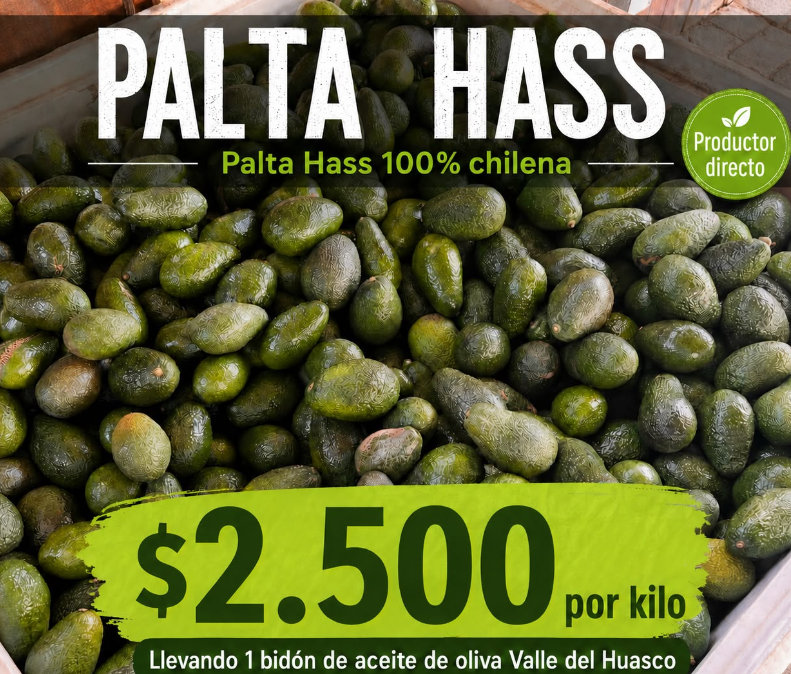 Palta Hass chilena