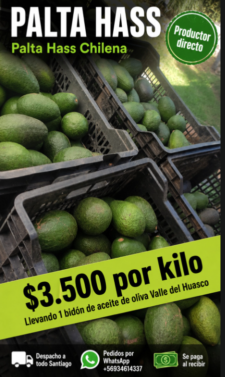 Palta Hass chilena