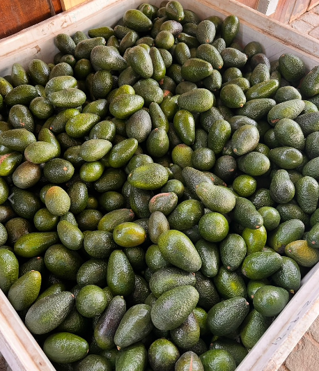 Paltas frescas del campo